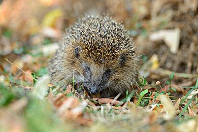 传闻：《极限竞速》新作将于10月10日发售